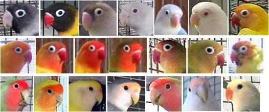Cara Menghasilkan Warna Warna Love Bird