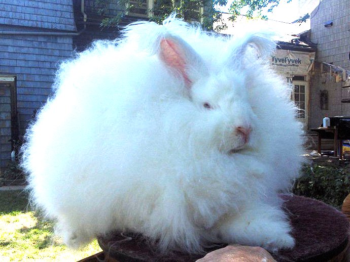 ! RABBIT IN THE WEB !: Rabbit 101: Angora