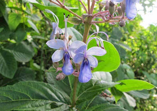  jika anda kebetulan sering main ke sungai sadar atau tidak sadar pasti pernah menjumpai t Manfaat Tanaman Senggugu Bagi Kesehatan, Ini Khasiat Obatnya !