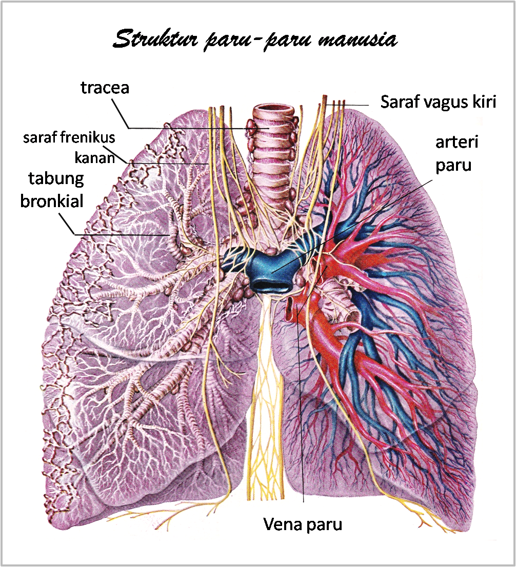 Gambar Anatomi Organ Tubuh Manusia Freewaremini Memiliki Sepasang Paru Rongga
