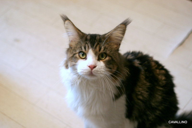 Cavallino 猫 ねこ ネコ お見合い大作戦 オライオンの場合