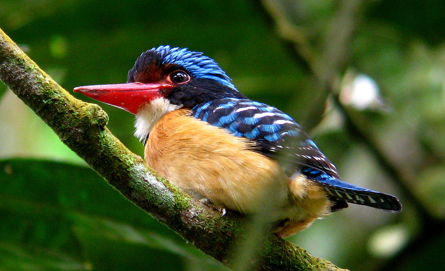 Denis Degullacion Birding Digiscoping Photography Banded