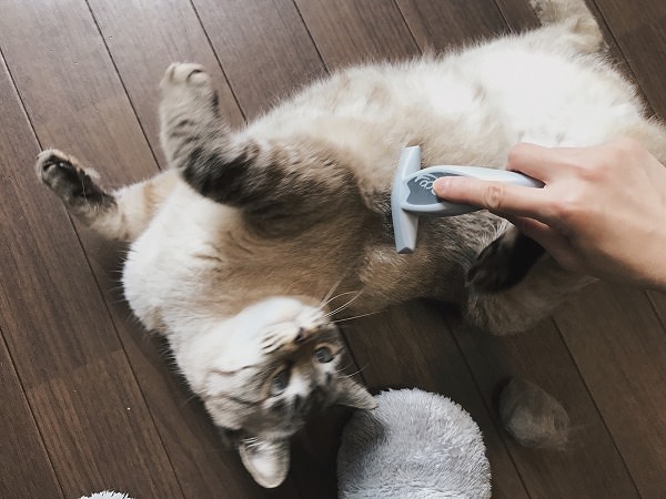ブラッシングされながら転げまわるシャムトラ猫