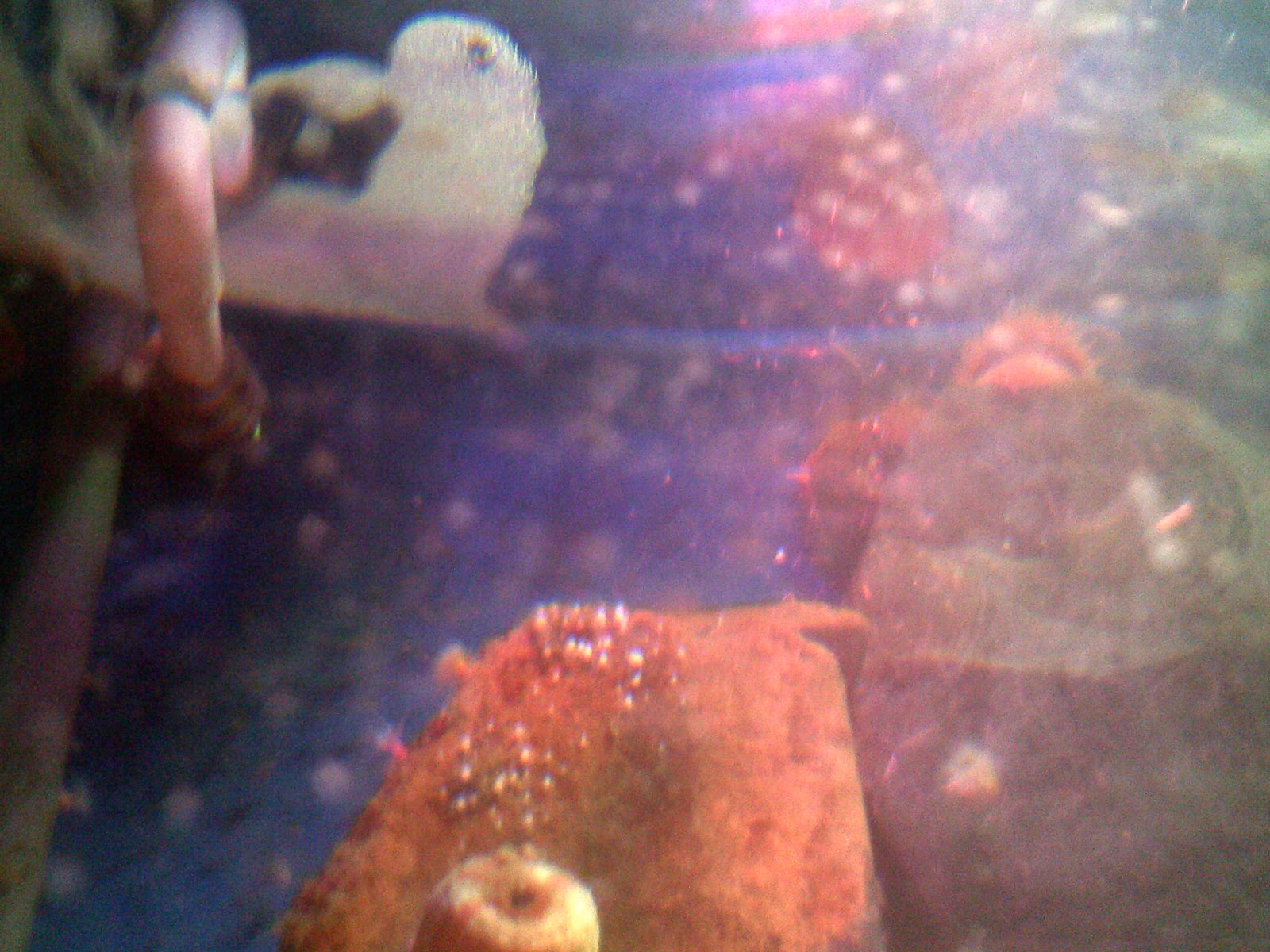 wigton physics Total internal reflection in the fish tank