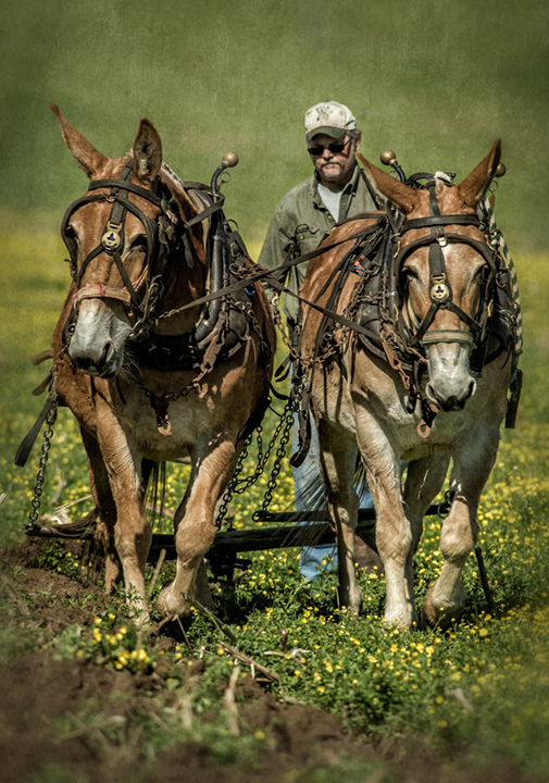 Dan Routh Photography Plow Day 2014