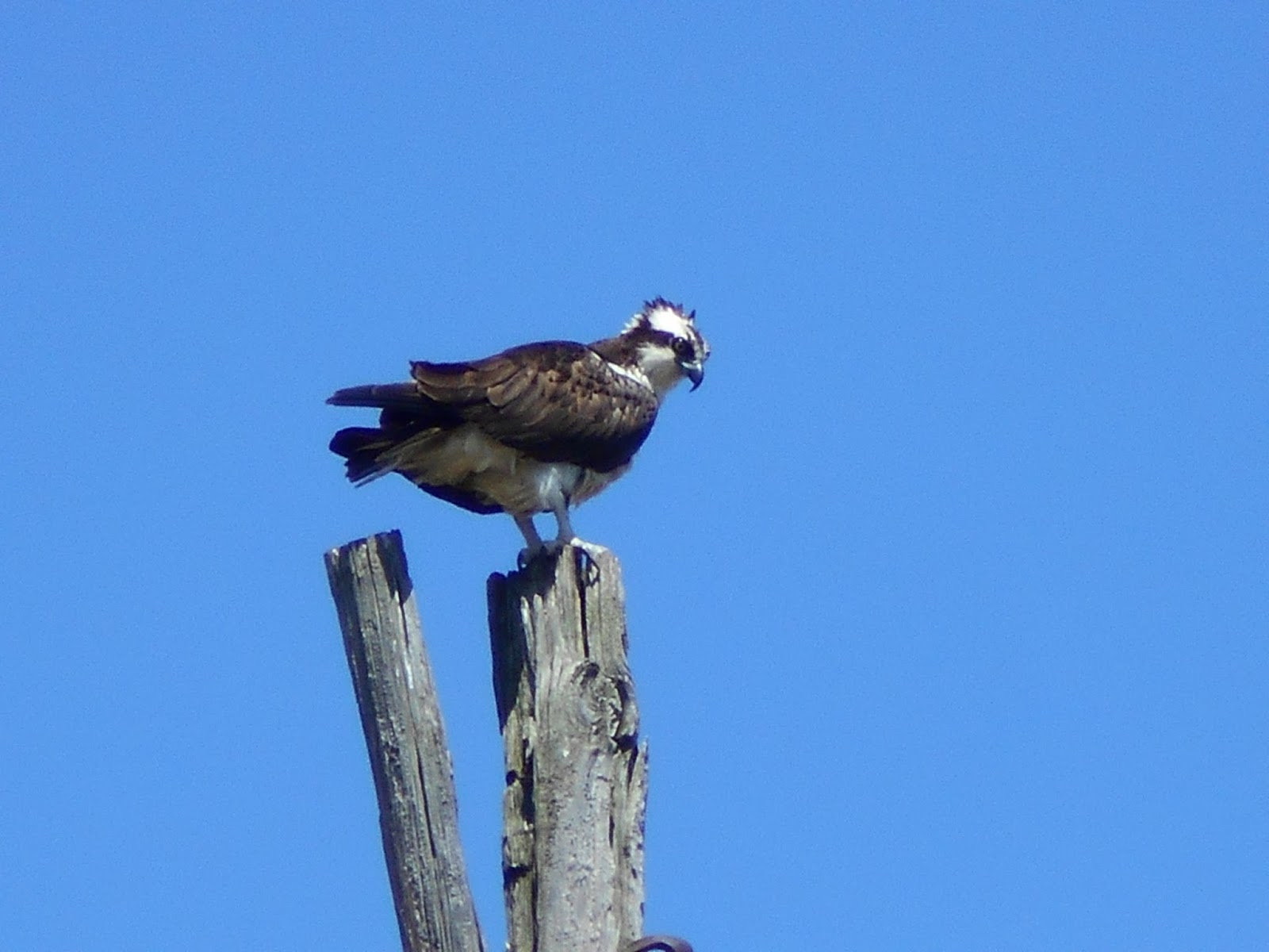 New York State of Mind OSPREY AGAIN