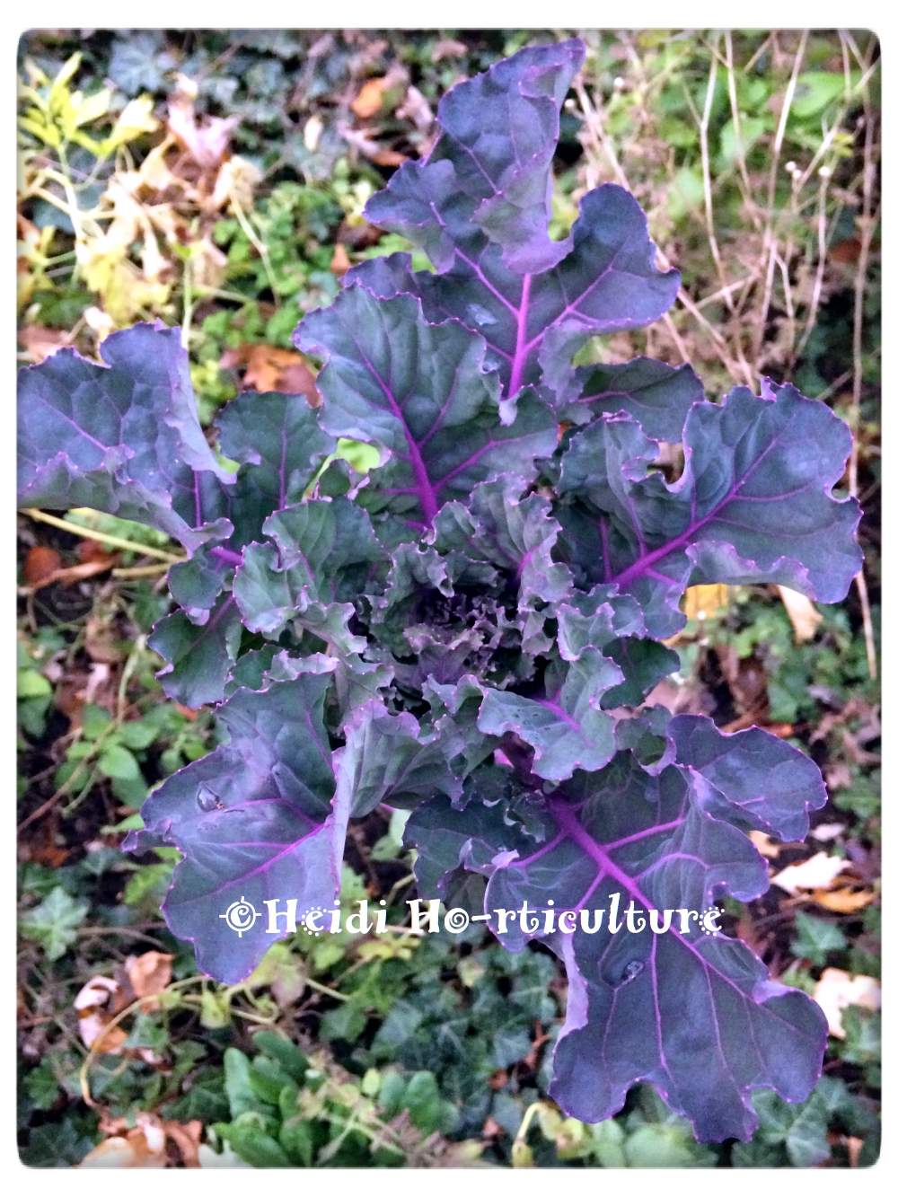Heidi Horticulture Overwintering Kale