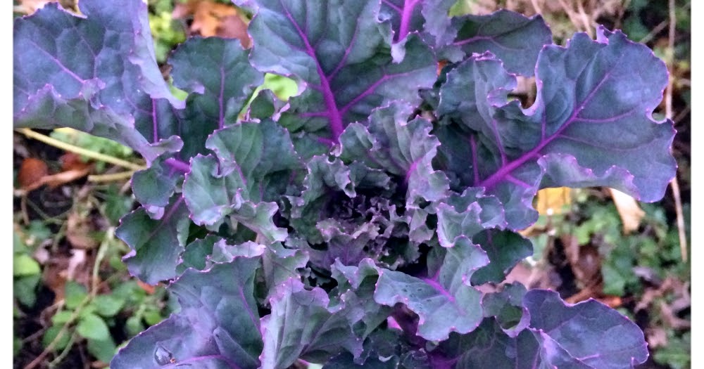 Heidi Horticulture Overwintering Kale