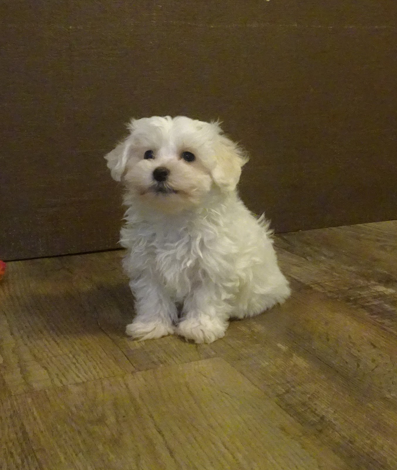 B & C Kennels Maltese & Maltipoo