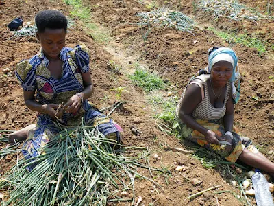 Curing onions after harvest is a women's duty in Bujumbura, Burundi