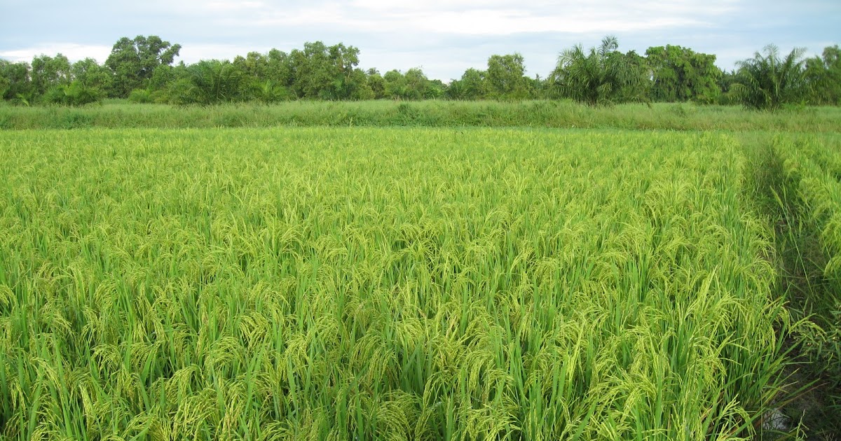 Gaya Terbaru 36+ Gambar Menjemur Padi