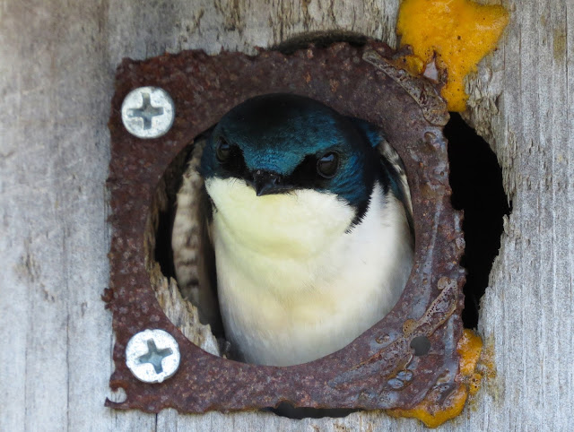 Tree Swallow - Jamaica Bay, New York