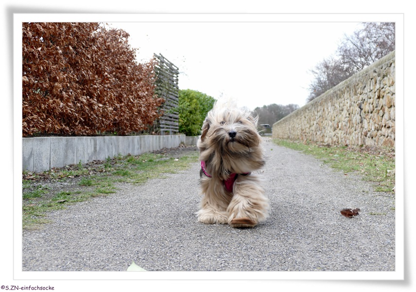 [Hundeblog] Einfach Socke Wir warteten….