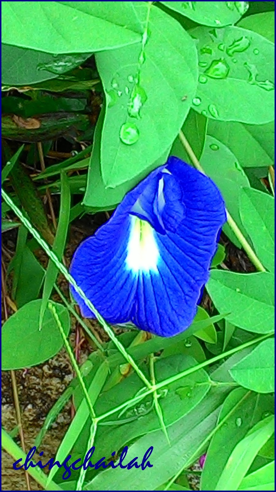 Simple Living In Nancy Growing Blue Pea Or Bunga Telang In My Garden