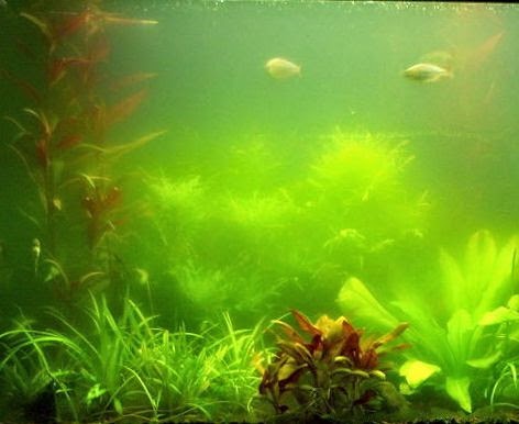 tảo nước xanh - một loại rêu hại trong hồ thủy sinh