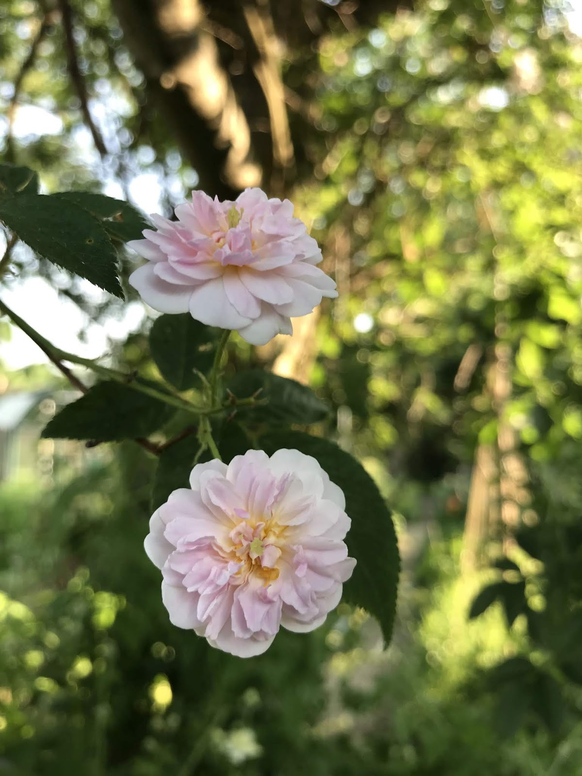 Impressionen Aus Dem Landgarten Im Fruhsommer Achims Garten