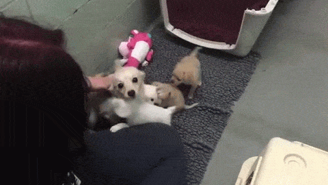 새끼를 다시 만난 어미개 반응