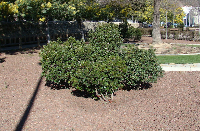 Madroño (Arbutus unedo L.).