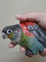 Crimson Bellied Conure