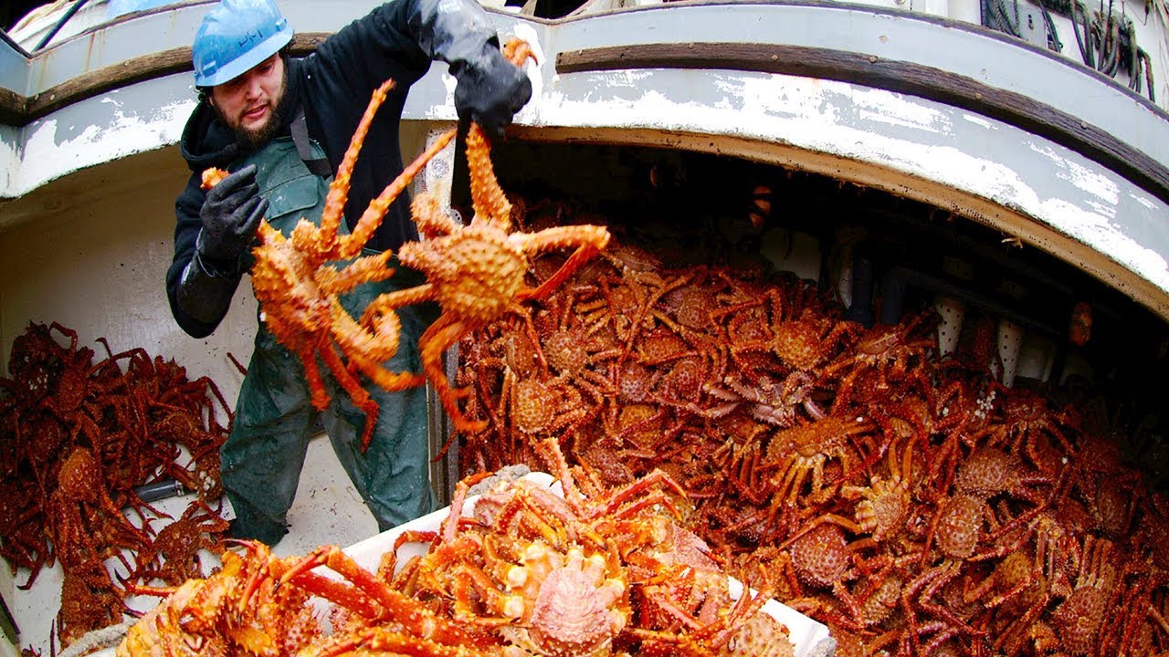 How to Buy Crab Meat Mud Crab Exporters, Mud Crab Manufacturers, Mud