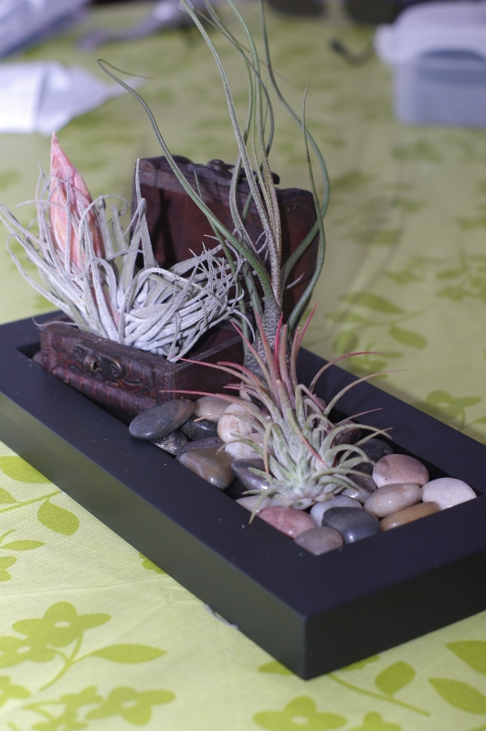 Calathea: Tipi E Cura Della Pianta Che Purifica L'aria - La - Foto 4