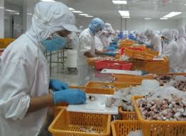 Tuyển 20 lao động nuôi và chế biến sò tại Nhật Bản Tuyển 20 lao động nuôi và chế biến sò tại Nhật Bản