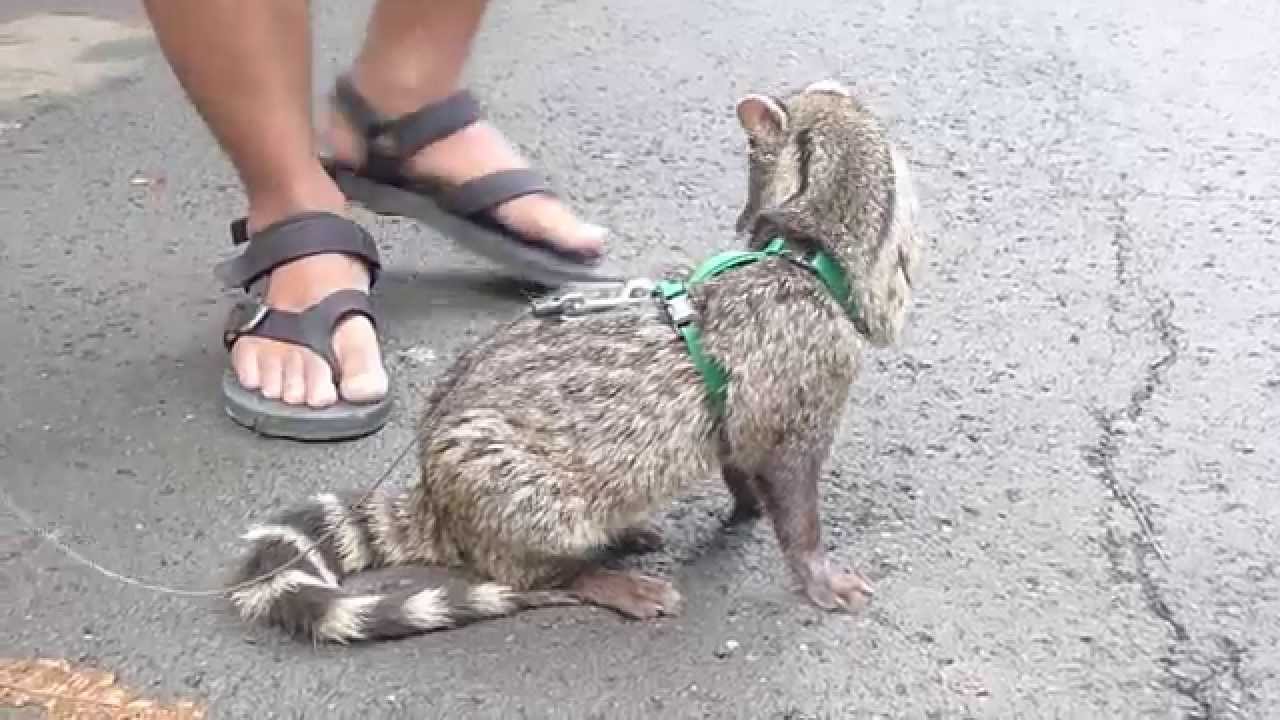 Berapa Harga Musang Queen Tabby Pet Shop Solo Dokter Hewan Berapa Harga Musang Queen Tabby Pet Shop Solo Dokter Hewan