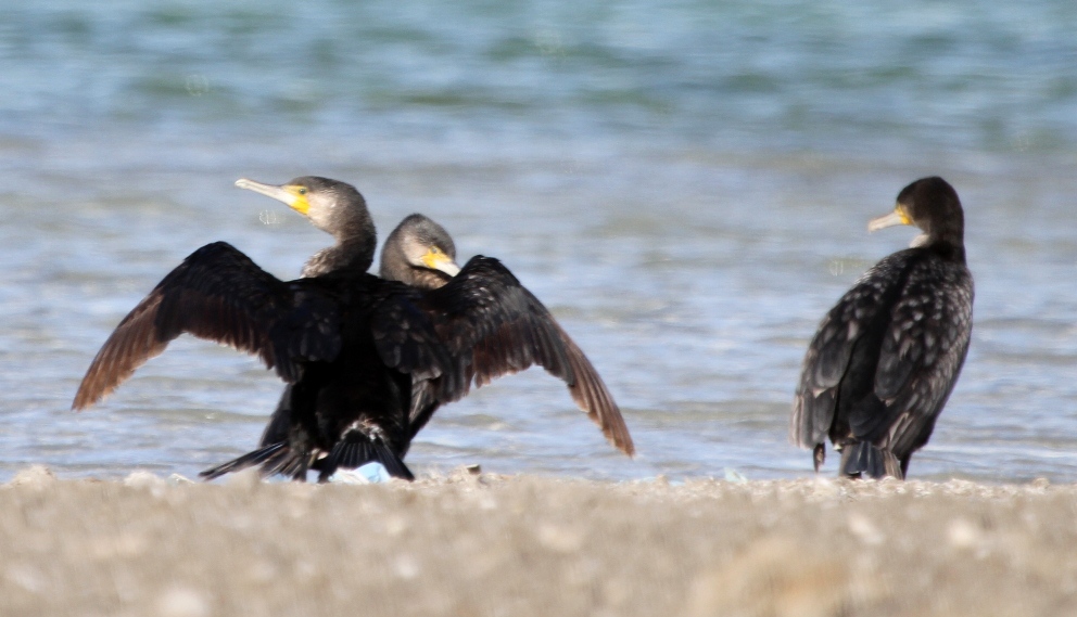 Birding for a Lark Birds on the east coast