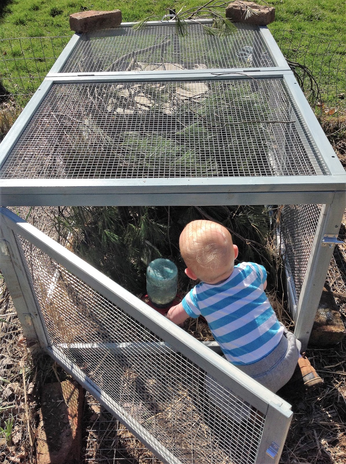 Cottontail Farm Quail tractor done, quails outside