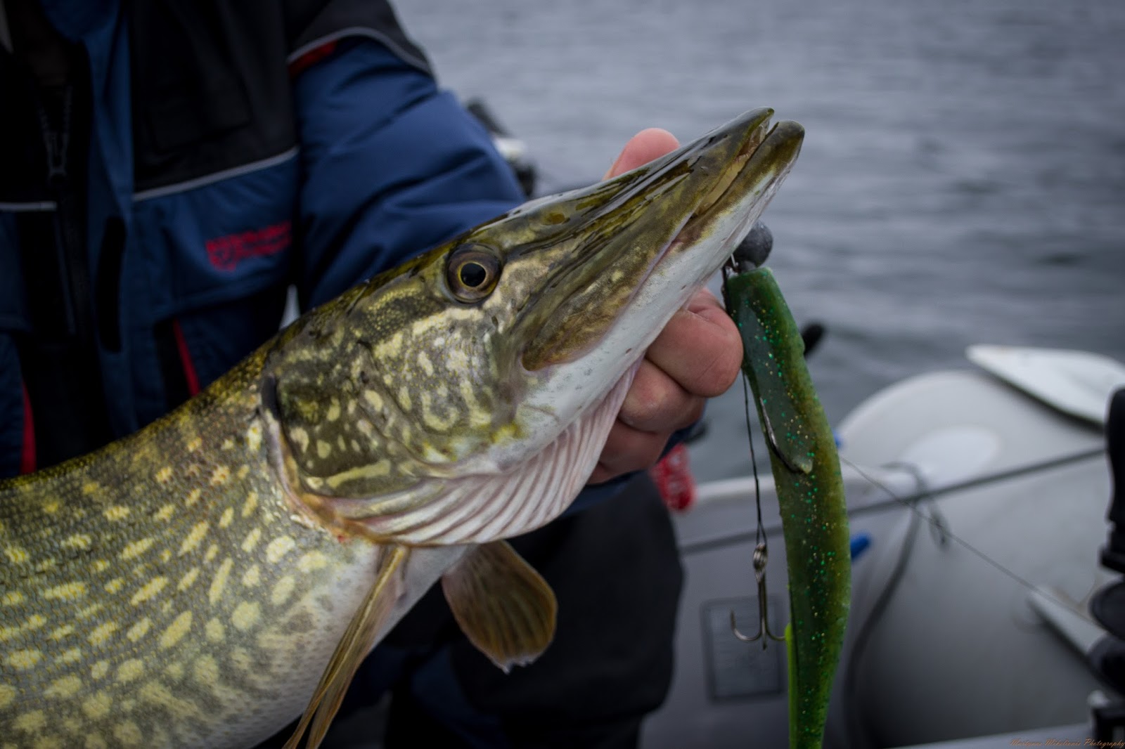 когда жор у щуки. жор щуки. когда начинается щука. посленерестовый жор. когда начинается щука.