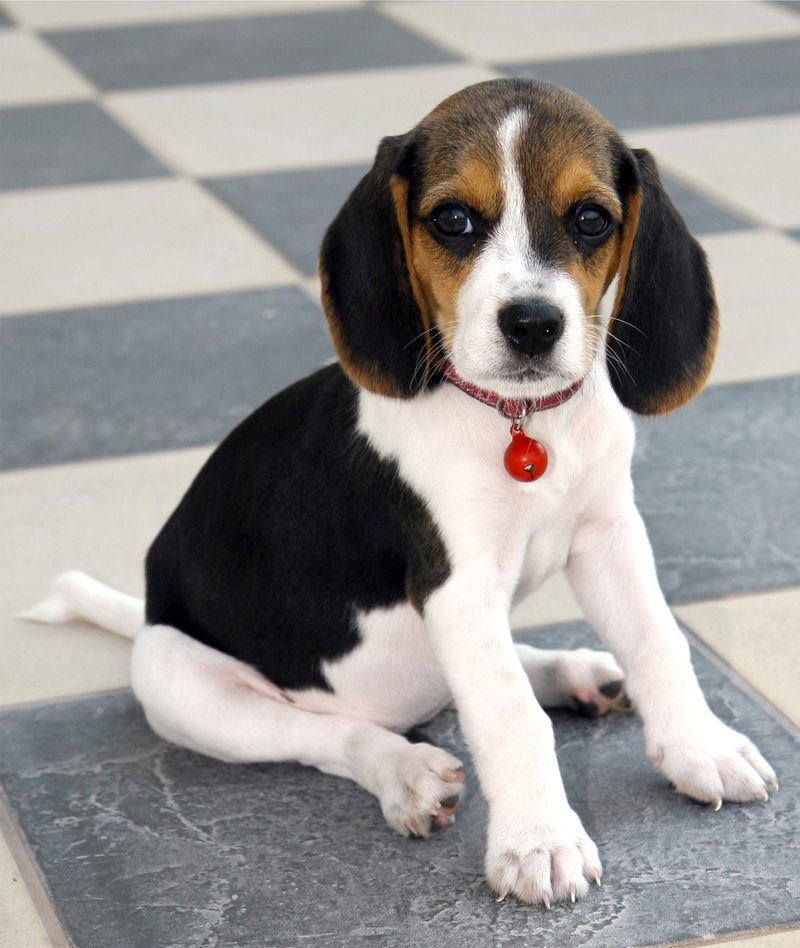 Banco de Imágenes Gratis: Un hermoso perrito llamado "Tamarindo". No me