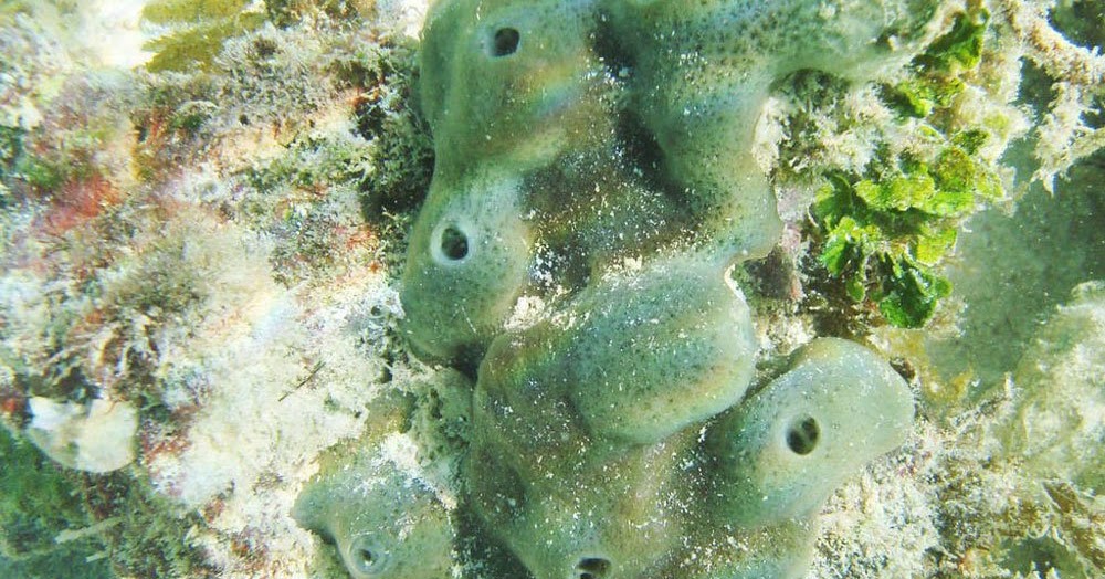 Humans and sponges share gene regulation mechanisms History Archaeology