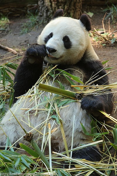 Funny panda eat.