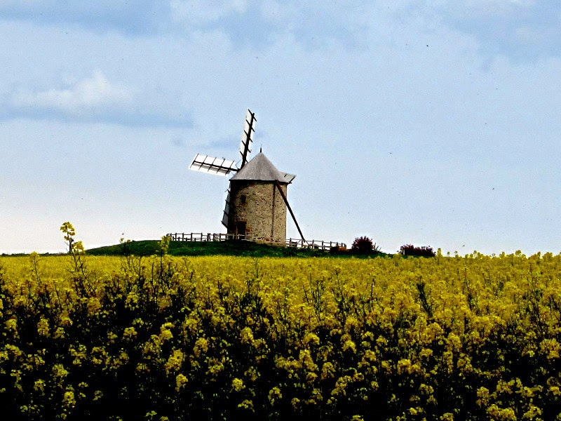 Tightwad Travel France and England on 98 a Day Mustard Fields