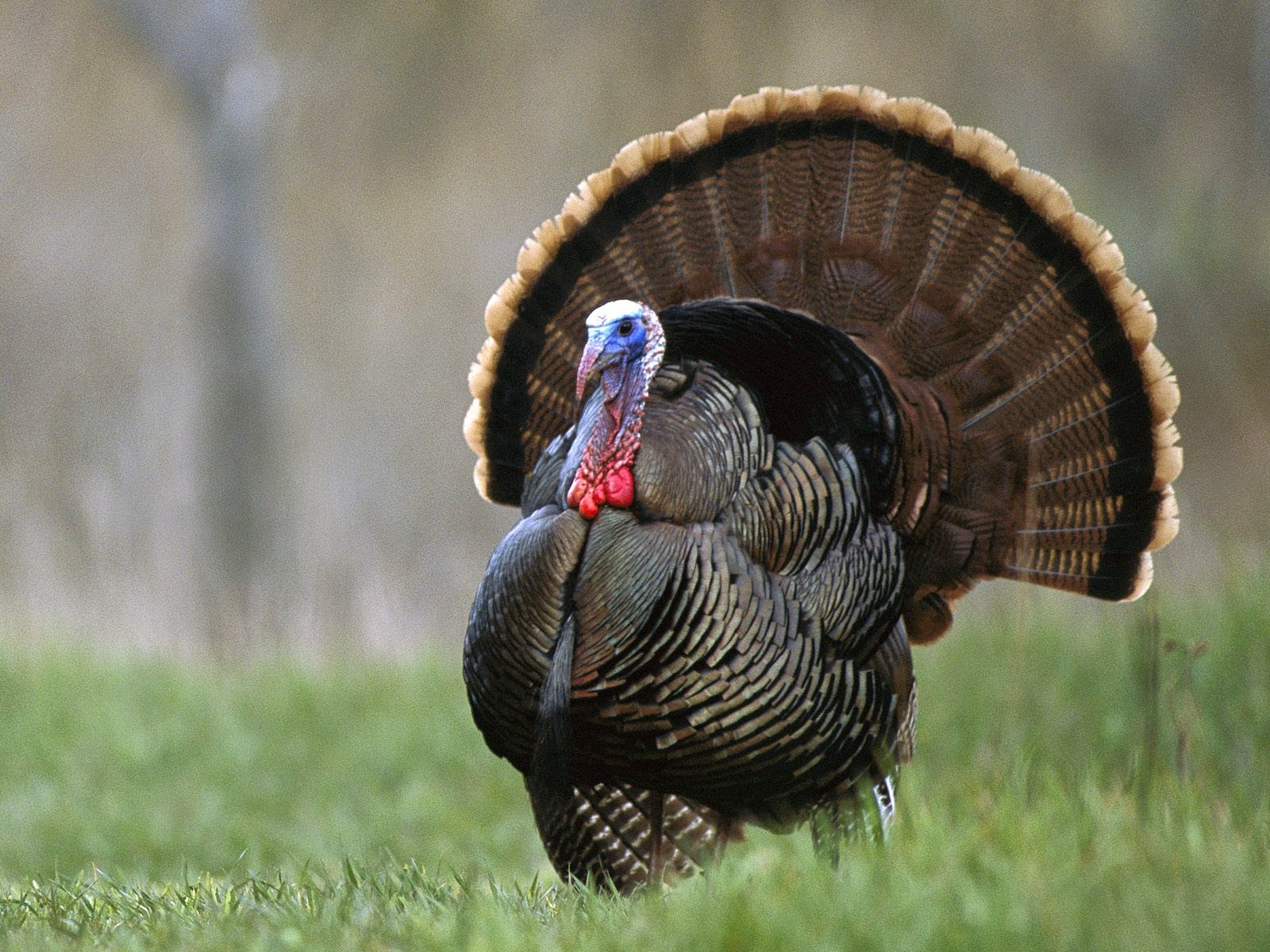 is turkey considered small game