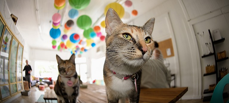 The San Jose Blog Cat Cafe Now Open In San Jose
