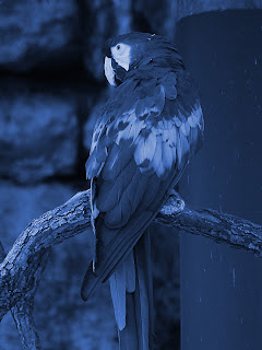 Desaturated Macaw + Blue 416cbc;  Mode Color; Opacity 100%