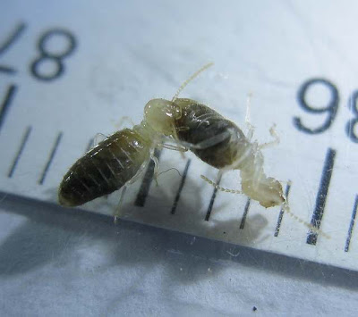 Termite workers battling one another to the death