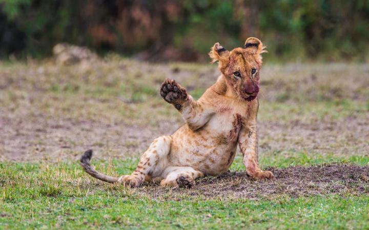 2016 en komik hayvan fotograflari yavru aslan