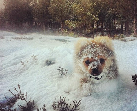 بالصور: حيوانات لطيفة تلعب في الثلج للمرة الأولى