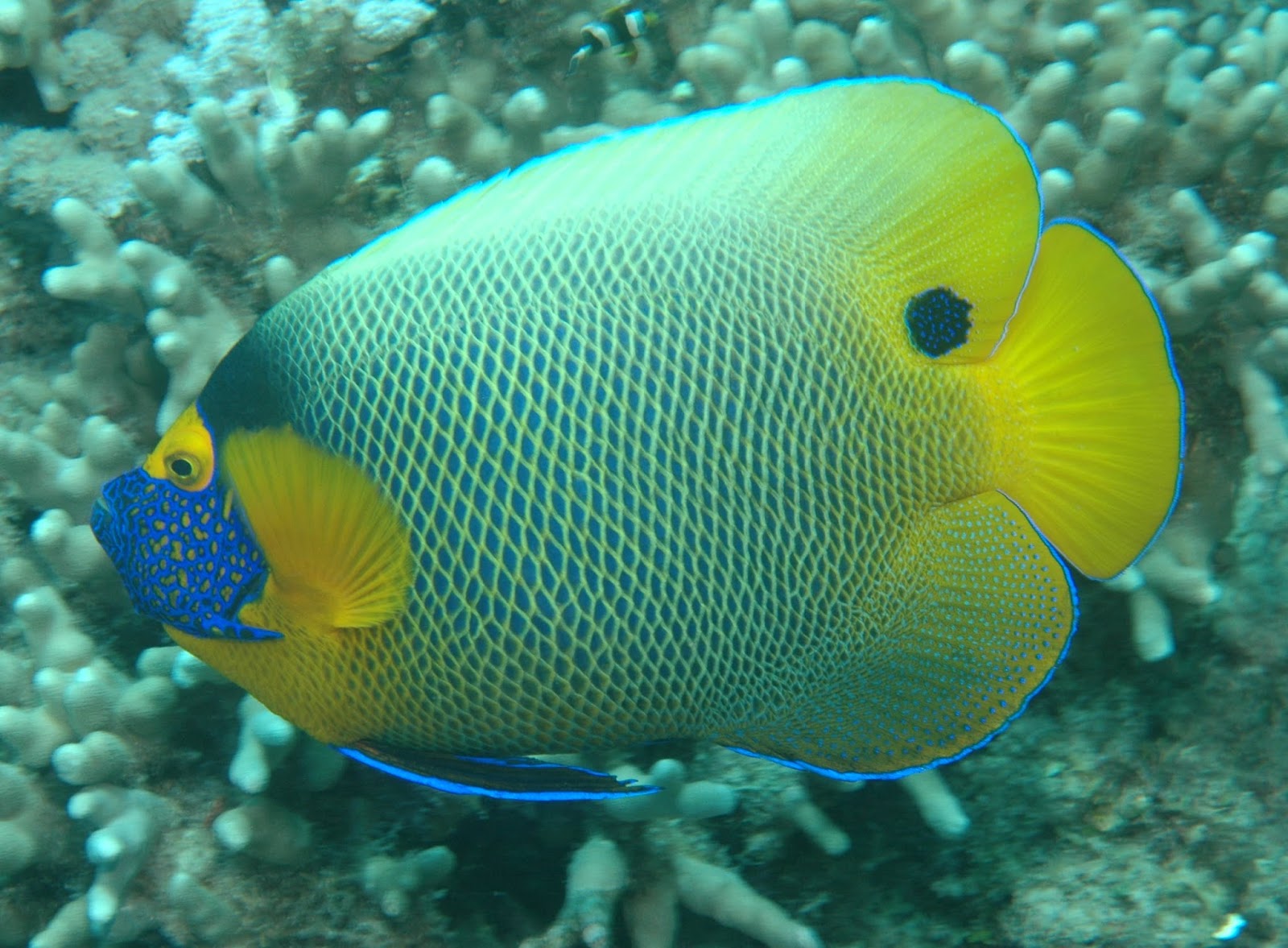 Zoo Volunteer Aquarium 5 Yellow Faced Angelfish