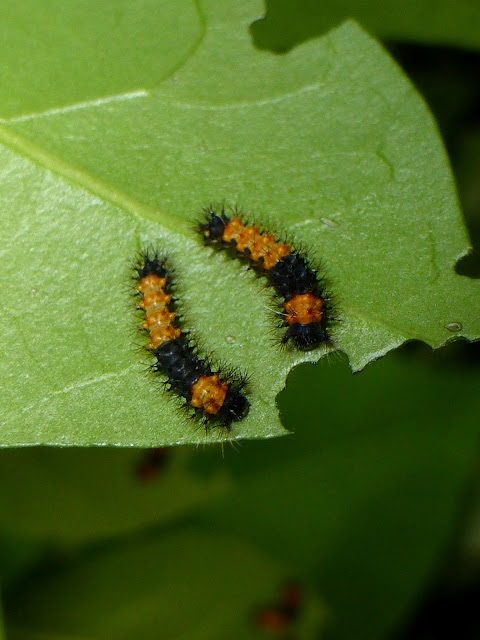 Holocerina species Malawi caterpillar Holocerina species Malawi caterpillar