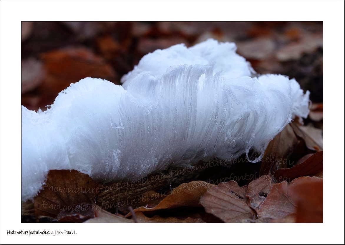 fontainebleau foret barbe de glace bois mort