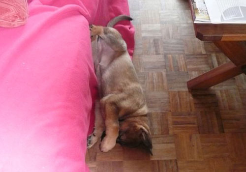 Ruby a German Shepherd puppy at 10 weeks asleep, it looks like she slid off the bed