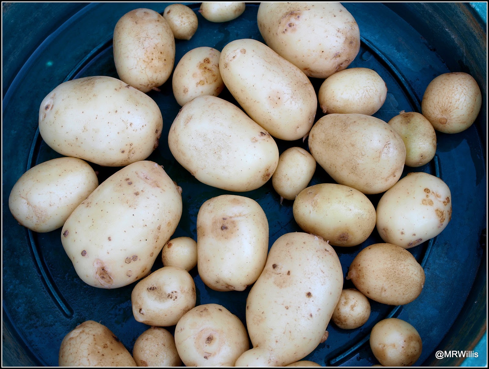 Mark's Veg Plot First Early potato "Foremost"