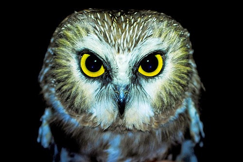 North branch nature center migratory owl research at nbnc