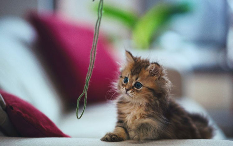 turk seo toplulugu turkiye seo blog