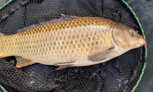 Ilmu Mancing Ikan Mas yang Benar dengan Strategi Jitu