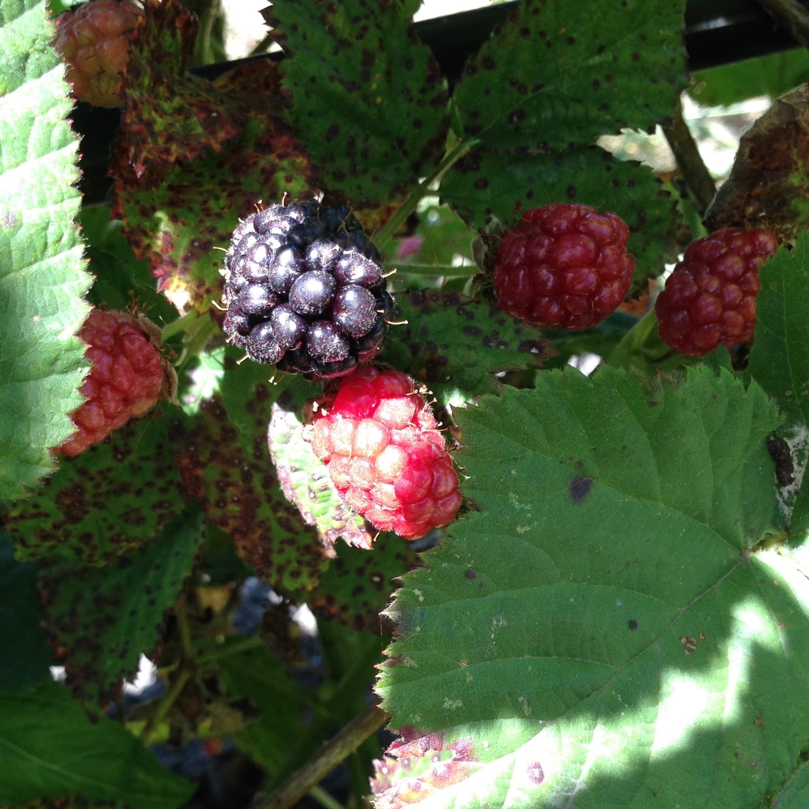 we bloom here olallieberries