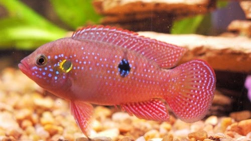 Jenis Ikan Hias Air Tawar Cocok Dipelihara Di Aquarium Atau Kolam